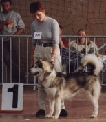 Silver lady  la nationale d'levage 2001 Meilleure Junior