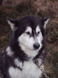 Blog de Anita - Elevage Keema's Wolf Pak