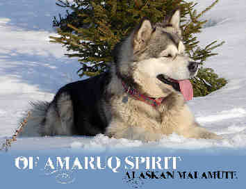 Elevage Of Amaruq Spirit