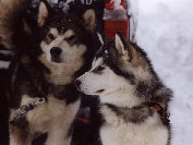 Zara et Wolf  la pesse 2001